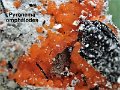 Pyronema omphalodes-amf99
